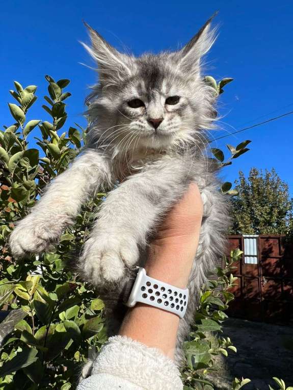 Кошки в Шахте: Котёнок Мейн-кун Мальчик, 60 000 руб. - фото 1