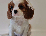Собаки в других городах Московской области: Девочка кавалер Кинг Чарльз спаниель Девочка, 130 000 руб. - фото 2