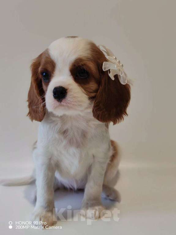 Собаки в других городах Московской области: Девочка кавалер Кинг Чарльз спаниель Девочка, 130 000 руб. - фото 2