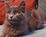 Кошки в Санкт-Петербурге: Красивая пушистая кошечка-подросток Девочка, Бесплатно - фото 3