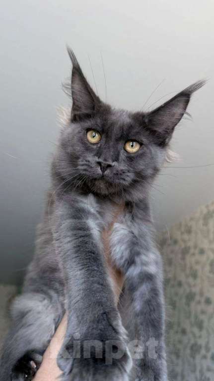 Кошки в Краснодаре: Котята Мейн-кун Разнополые, 35 000 руб. - фото 3