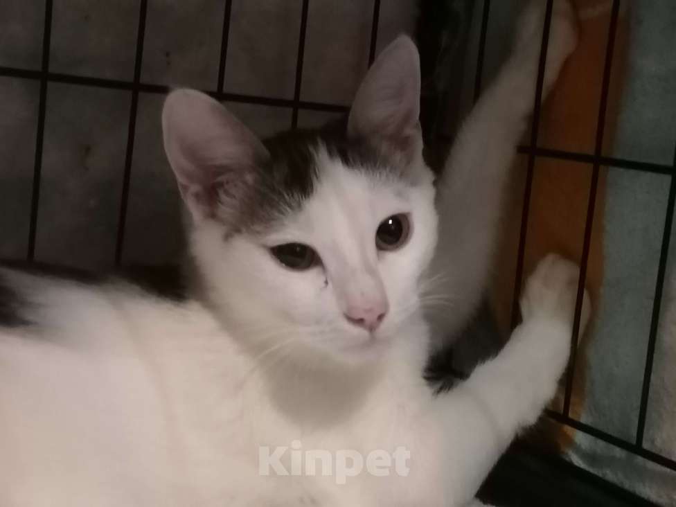 Кошки в Москве: Котёнок в добрые руки  Мальчик, Бесплатно - фото 2