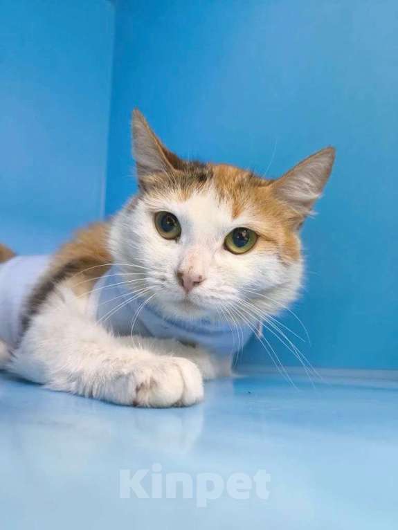 Кошки в Москве: кошка Дофаминка в добрые руки Девочка, Бесплатно - фото 5