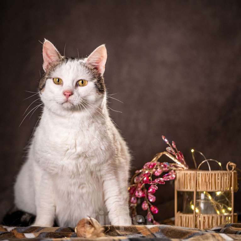 Кошки в Клине: Жорж — большой добряк Мальчик, Бесплатно - фото 7