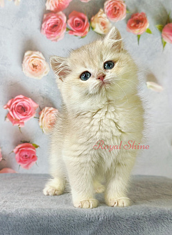 Шотландский котенок из питомника