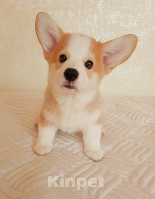 Собаки в Можайске: Вельш-корги пемброк Миллениум Аркобалено Мальчик, 70 000 руб. - фото 3