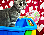 Кошки в Казани: Котенок мальчик Мальчик, Бесплатно - фото 1