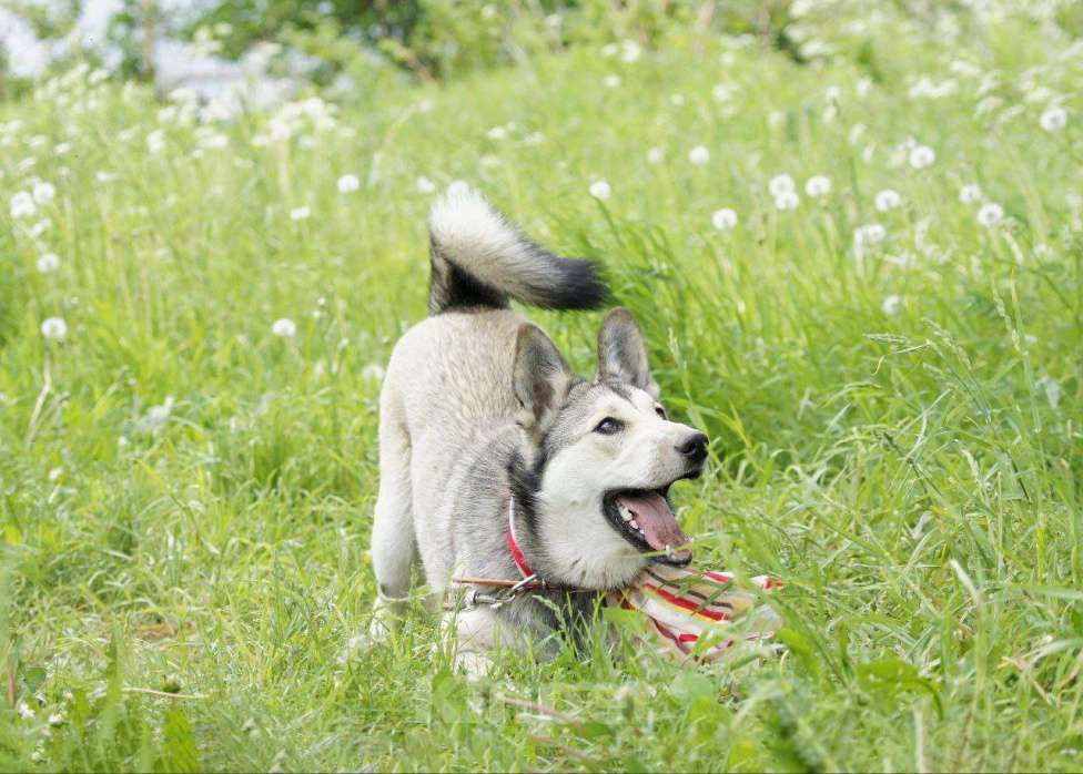 Собаки в Москве: Очень добрая и ласковая молодая собачка Лана ищет дом Девочка, 1 руб. - фото 8