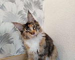 Кошки в Усть-Катающем: котята Мeйн-кун. Разнополые, Бесплатно - фото 6