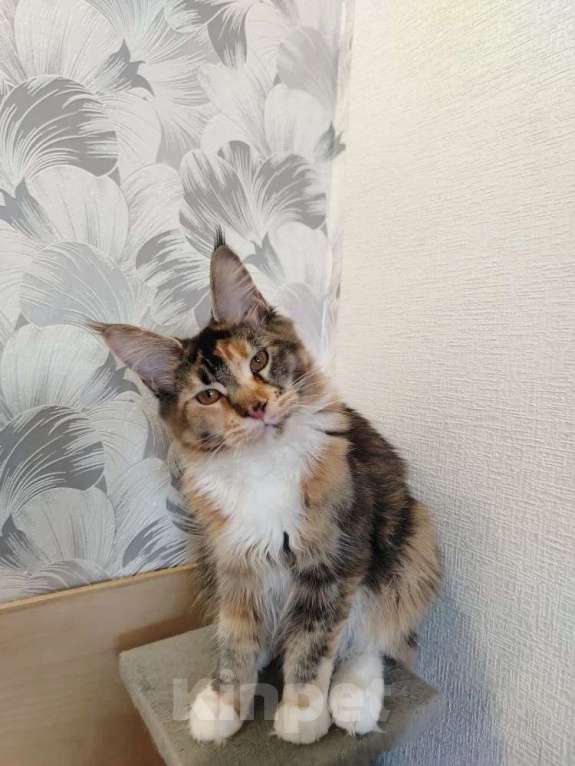 Кошки в Усть-Катающем: котята Мeйн-кун. Разнополые, Бесплатно - фото 6