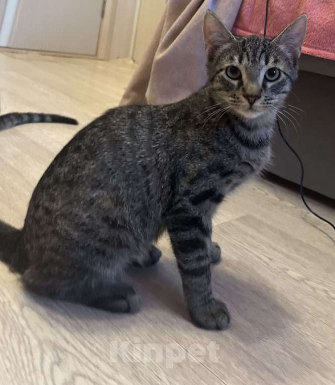 Кошки в Мурином: Котёнок подросток Симба продолжает искать хозяина Мальчик, Бесплатно - фото 1