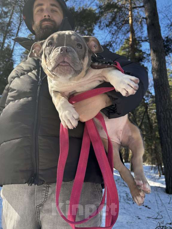 Собаки в Москве: Голубой триколор Девочка, 70 000 руб. - фото 1