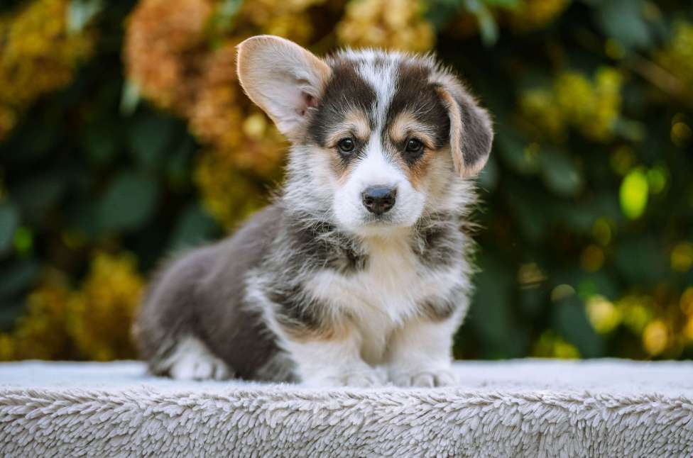 Собаки в Новосибирске: Вельш Корги Пемброк Джек Воробей Мальчик, 65 000 руб. - фото 2