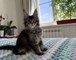 Кошки в Кургане: Котик мейн чёрный тикированный Мальчик, 40 000 руб. - фото 2
