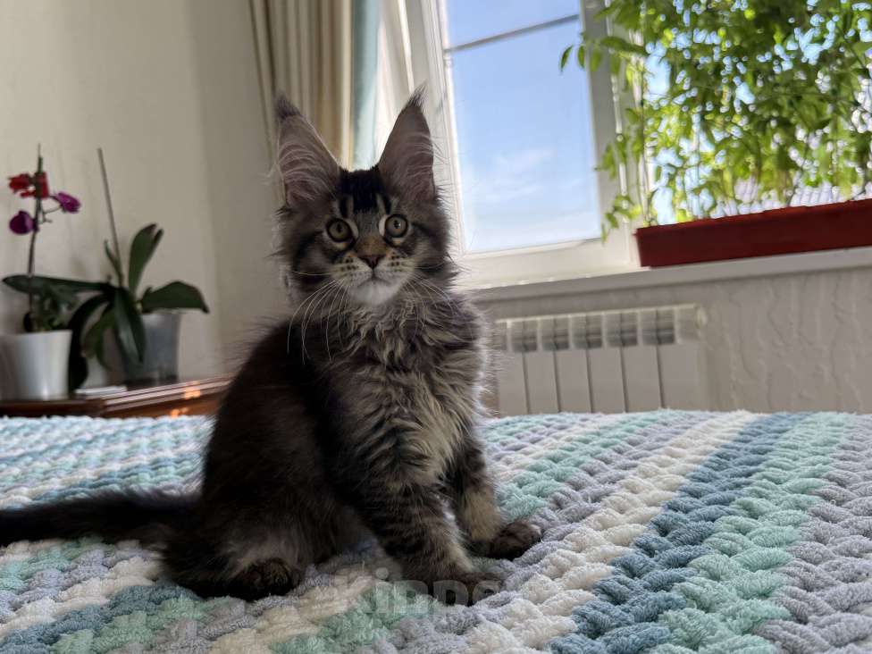 Кошки в Кургане: Котик мейн чёрный тикированный Мальчик, 40 000 руб. - фото 2