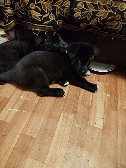 2 щеночка ищут добрых хозяев