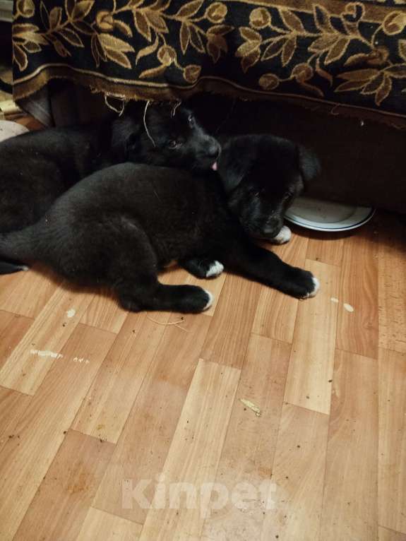 Собаки в Санкт-Петербурге: 2 щеночка ищут добрых хозяев Мальчик, Бесплатно - фото 1