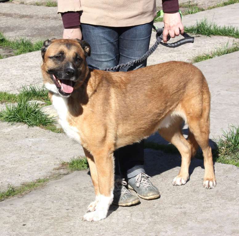 Собаки в Москве: Добраый, ласковый Тоша -собака компаньон очень ждет свою семью! Мальчик, Бесплатно - фото 7