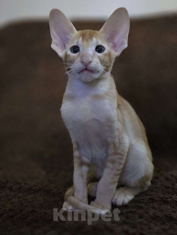Кошки в Санкт-Петербурге: Ориентальный котёнок Разнополые, 30 000 руб. - фото 3