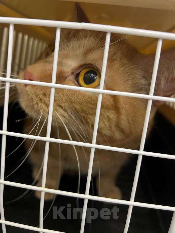 Кошки в Москве: Рыжик в подъезде Мальчик, 999 руб. - фото 4