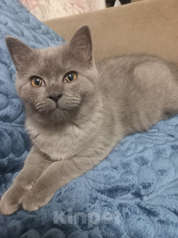 Кошки в Москве: Элитный клубный голубой котенок 14.06.2025 Мальчик, 15 000 руб. - фото 3