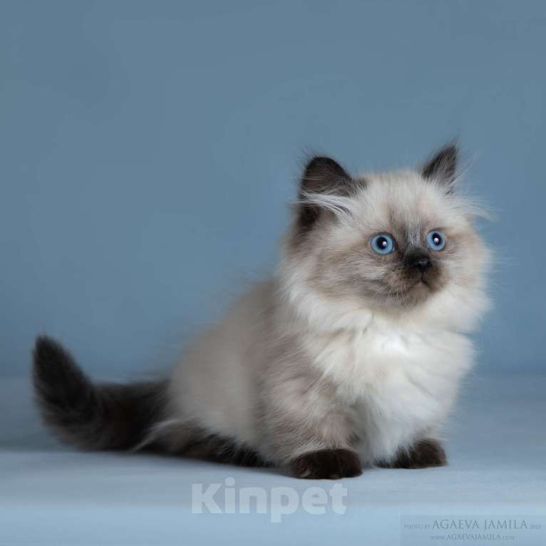 Кошки в Москве: Менуэт Девочка, 200 000 руб. - фото 1