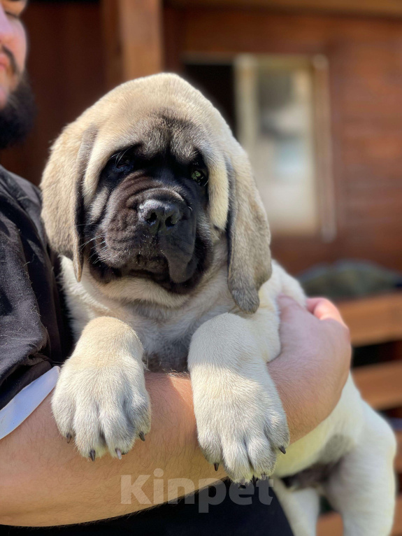 Собаки в других городах Московской области: Мастиф щенки из ведущего питомника России мама щенков Юный Чемпион Мира Женева2023  Мальчик, Бесплатно - фото 3