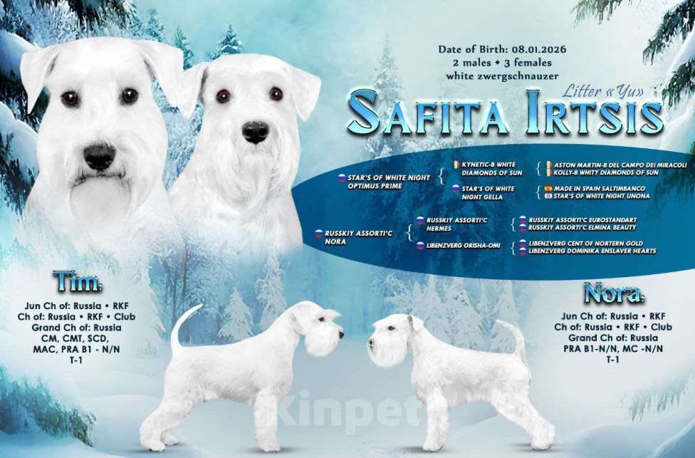 Собаки в Омске: Цвергшнауцер щенок белый Разнополые, Бесплатно - фото 1