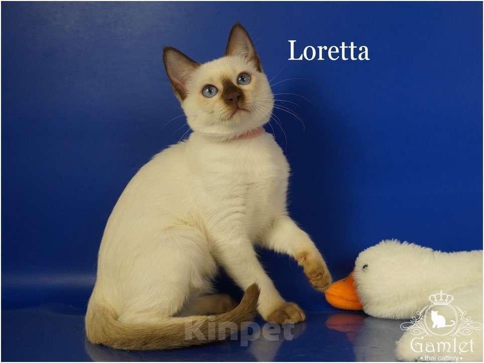 Кошки в Москве: Тайские породистые котята из питомника ГАМЛЕТ Мальчик, 60 000 руб. - фото 2