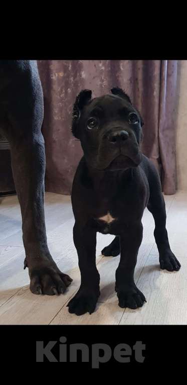 Собаки в Москве: Щенки кане корсо Девочка, 60 000 руб. - фото 7