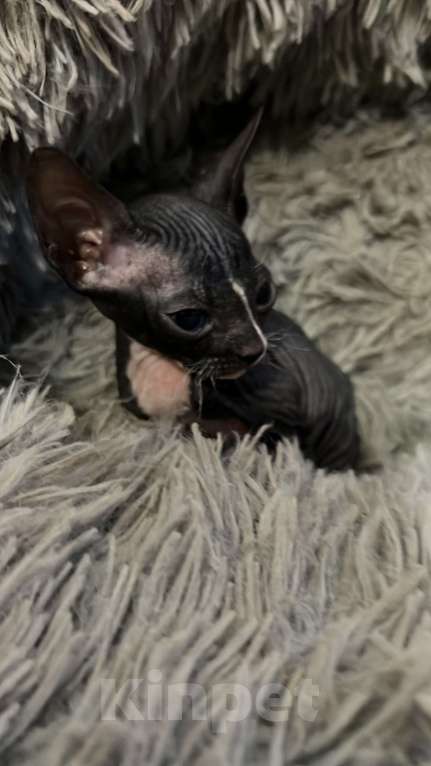 Кошки в Дедовске: Котенок девочка «Молния» Девочка, Бесплатно - фото 3