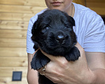 Собаки в Пскове: Щенок немецкой овчарки Мальчик, 60 000 руб. - фото 1