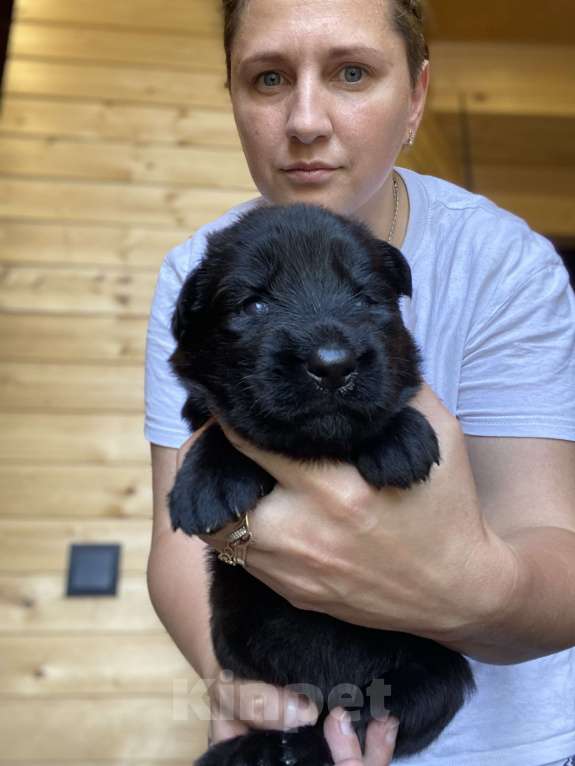 Собаки в Пскове: Щенок немецкой овчарки Мальчик, 60 000 руб. - фото 1