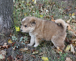 Собаки в Москве: Пушистый плюшевый щенок Мишутка ищет дом Мальчик, Бесплатно - фото 5