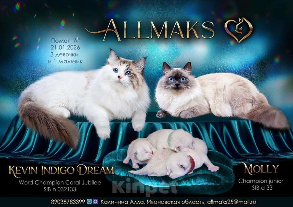 Кошки в Кохме: Невская маскарадная девочка Девочка, 45 000 руб. - фото 9