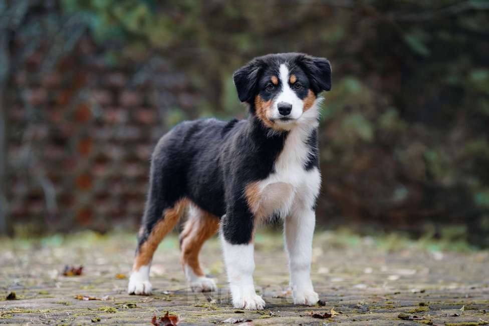 Собаки в Звенигороде: Аусси девочка Девочка, 40 000 руб. - фото 6