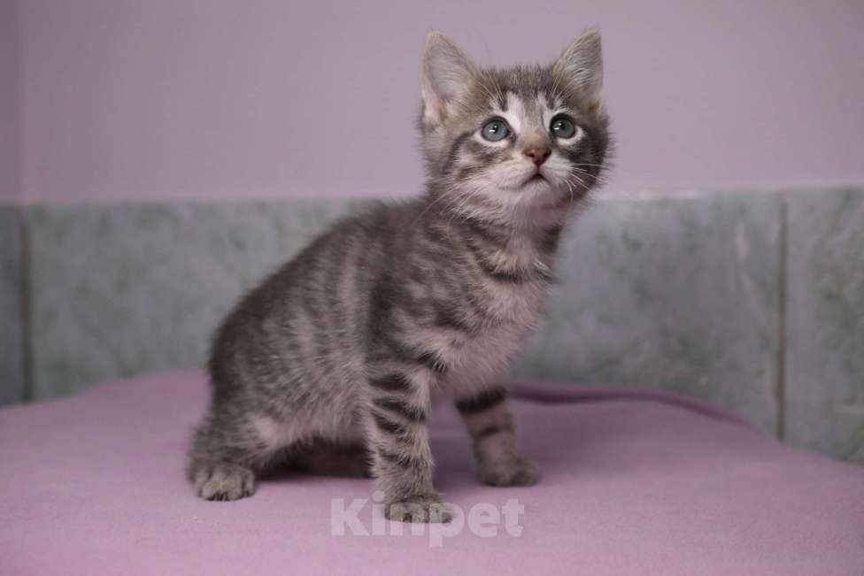 Кошки в Москве: Котенок с ладошку. Шилопопа Стрекоза Девочка, Бесплатно - фото 3