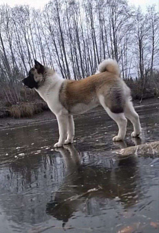 Пропала собака