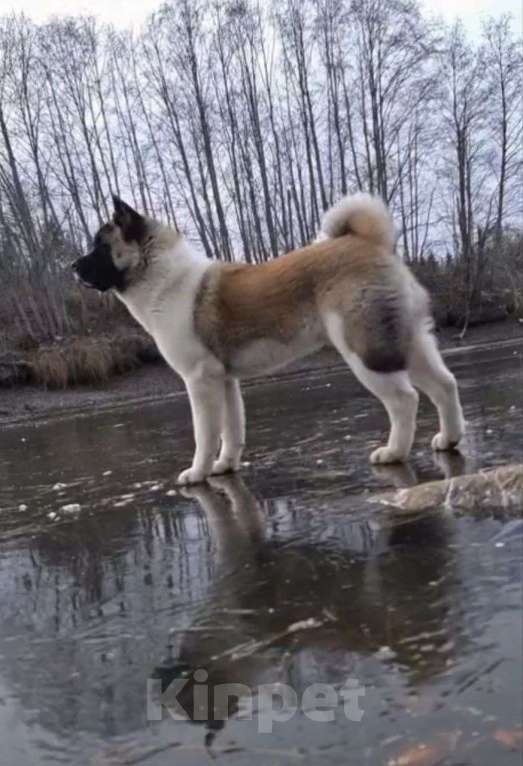 Собаки в других городах Пермского края: Пропала собака Мальчик, 20 000 руб. - фото 1