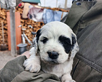 Собаки в Иркутске: Щенки русского спаниеля Мальчик, 6 000 руб. - фото 4