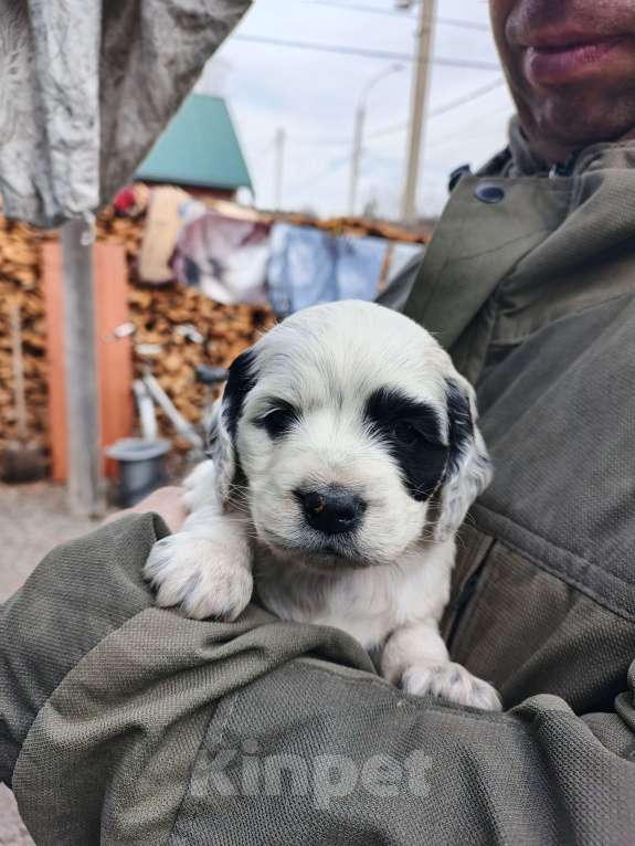 Собаки в Иркутске: Щенки русского спаниеля Мальчик, 6 000 руб. - фото 4