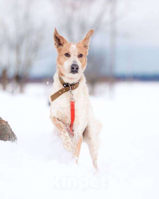 Собаки в других городах Московской области: Привет, я Сильвестр :) Мальчик, Бесплатно - фото 3