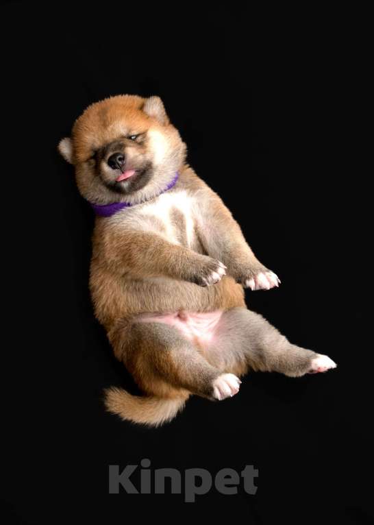 Собаки в Санкт-Петербурге: Щенки Сиба Ину Мальчик, Бесплатно - фото 9