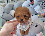 Собаки в Барнауле: Мальтипу СУПЕР МИКРО Китай Девочка, 250 000 руб. - фото 5