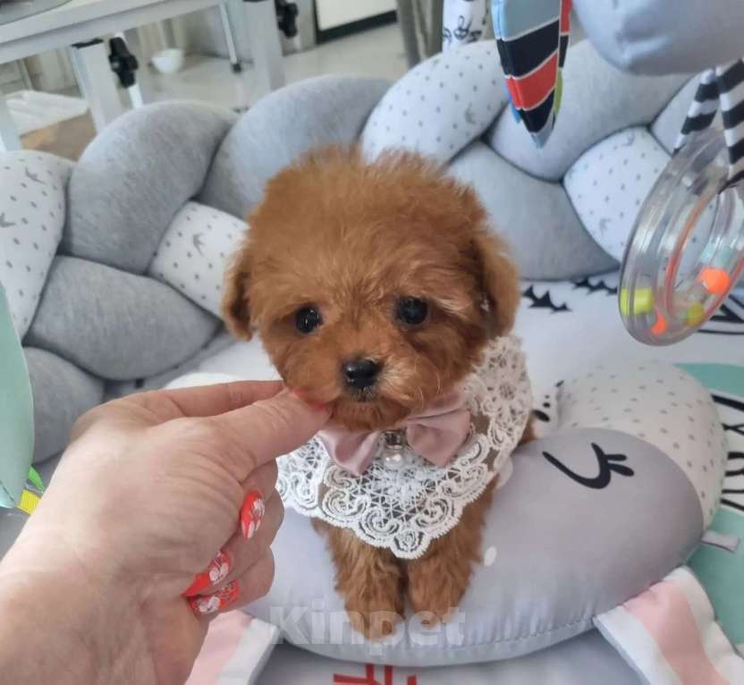 Собаки в Барнауле: Мальтипу СУПЕР МИКРО Китай Девочка, 250 000 руб. - фото 5
