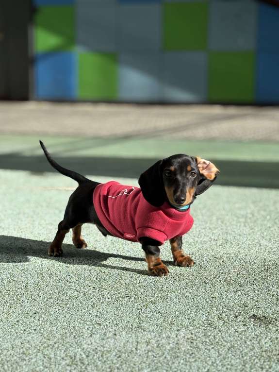 Собаки в других городах Московской области: Такса  Мальчик, 50 000 руб. - фото 1
