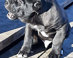 Собаки в Санкт-Петербурге: Продаются щенки САО Мальчик, 30 000 руб. - фото 1