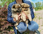 Собаки в Санкт-Петербурге: Шпиц, вязка, 4 000 руб. - фото 3