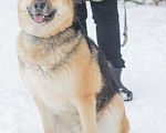 Собаки в Москве: Дружище Тобик! Отличный пес ищет дом Мальчик, Бесплатно - фото 8