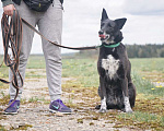Собаки в Клине: Уникальная Шерри Девочка, Бесплатно - фото 2